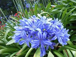 Agapanthus 7 7 And So The Life Cycle Continues Flower Pictures Agapanthus Close Up Pictures