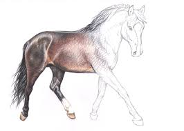 Wie Zeichne Ich Ein Pferd How To Draw A Horse Pferde Zeichnen Pferde Malen Pferdezeichnungen