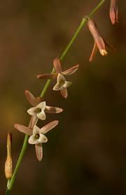 Image result for Dipcadi longifolium