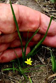 Image result for Hypoxis