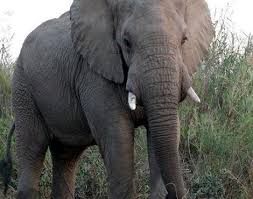Elephant Loxodonta Africana Animals A Z Animals