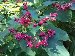 Image result for Clerodendrum ternatum