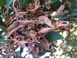 Image result for Acacia melanoxylon