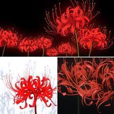 There's certainly a lot to analyse and i've probably merely scraped the surface of the wealth of things to consider, but. Demon Slayer Inuyasha And Tokyo Ghoul Ending Credits Coincidence Hl3 Confirmed Lycoris Radiata Red Spider Lily Lotus Sutra Ominous Flower Fukitsuna Hana ä¸å‰ãªèŠ± 9gag