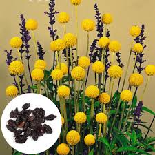 Maybe you would like to learn more about one of these? 20pcs Craspedia Globosa Bonsai Drumstick Billy Button Annual Flower Seeds Buy At A Low Prices On Joom E Commerce Platform