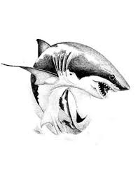 Black And White Shark Design Classic Black Ink Shark Tattoo Design Jpg 480 622 Shark Tattoos F Tattoo Shark Art
