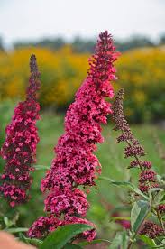 Image result for buddleia davidii