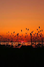 Sunset Orange Aesthetic Nature Photography Scenery