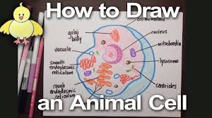 How To Draw An Animal Cell Diagram Homework Help Doodledrawart Animal Cell Project Animal Cell Animal Cell Drawing