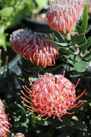 Image result for Leucospermum