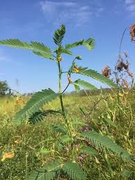 Image result for Aeschynomene afraspera