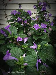 Image result for Barleria sp. D (near holubii)