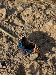 Image result for Asystasia malawiana