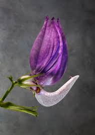 Image result for Brillantaisia cicatricosa