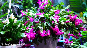 The christmas cactus has become a firm favourite in recent years, and as an alternative to the traditional poinsettia, it's easy to see why more of us are opting for a pricklier festive flower. Christmas Cactus Thanksgiving Or Holiday Cactus Care Bloom Encouragement Schlumbergera Truncata Youtube