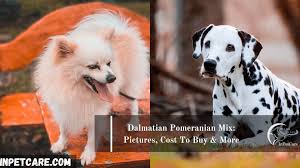 Being naive i dove into the ownership of a dog while juggling many different life paths (he still gets lots of adventure time and attention). Dalmatian Pomeranian Mix Pictures Cost To Buy More