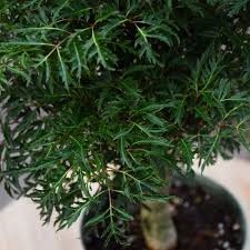 Image result for Polyscias