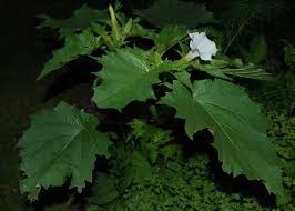 Image result for Datura stramonium