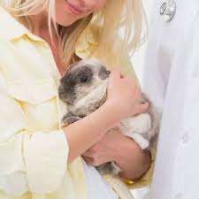 Get a free quote today! Finding A Veterinarian For Your Small Mammal Pet Lafeber Co Small Mammals