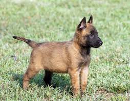 Except For The Short Haired Belgian Malinois Which Needs Fifteen Minute Brushing Sessions Thes Belgian Malinois Puppies Belgian Malinois Belgian Malinois Dog
