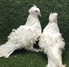 beyaz kumrular pet birds unusual animals animals