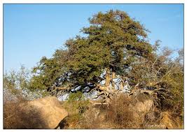 Image result for Manilkara