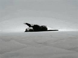 how cats work on their backstroke sevimli kediler cok sirin hayvanlar kedi