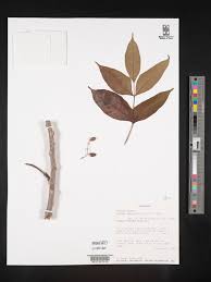 Image result for Lannea welwitschii