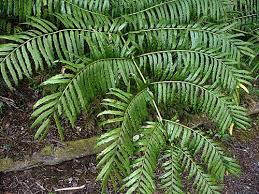 Image result for Marattiaceae