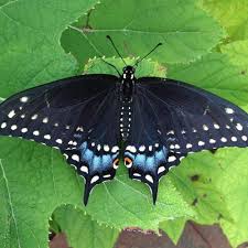 Check spelling or type a new query. Gardening For Butterflies In Tim S Ohio Garden Finegardening