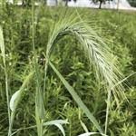 Image result for Eriochloa fatmensis