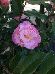 Camellia High Fragrance Camellia Flowers English Garden