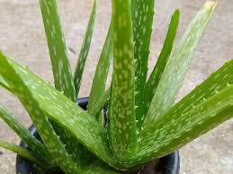 I'd either cut it above the rot and just lay the cutting on the soil, or break that leaf off and lay it on top of soil. Why Is My Aloe Vera Plant Turning Yellow Green