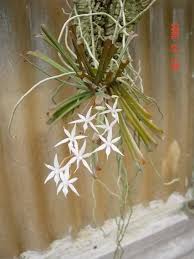 Image result for Aerangis kirkii