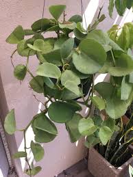 Image result for Cissus glaucophylla