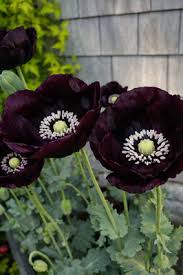 Image result for Papaver somniferum Black