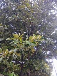 Image result for Manilkara obovata