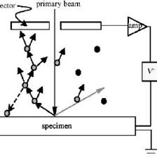 Tered electrons (bses) can be used as a complement to secondary electrons (ses) for imaging bulk sample surfaces. Pdf A History Of Scanning Electron Microscopy Developments Towards Wet Stem Imaging