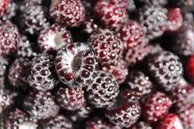 Five months later, supplies of those shopper surveys have shown that if people can't find what they are looking for, they will try a different store, and the retailer risks losing that customer. Taming Wild Black Raspberries