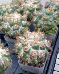 Coryphantha Elephantidens Thorn Crested | Clumping Cactus | Very Rare Import