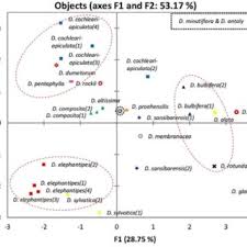 Image result for Dioscorea cochleari-apiculata