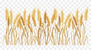 Go to window and make sure the artboards window is. Grain Clipart Yellow Wheat Transparent Crop Clip Art Png Download 532295 Pikpng