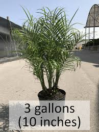 Image result for Pearsonia cajanifolia