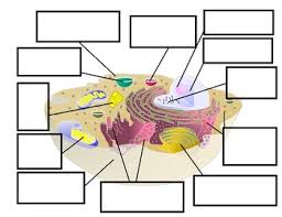 We did not find results for: Animal Cell Diagram To Label By Miss Epic S Science Spot Tpt