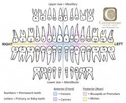 Printable Dental Tooth Chart Bedowntowndaytona Com