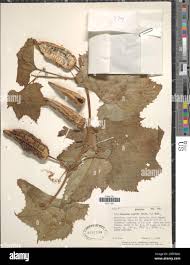 Image result for Peponium vogelii