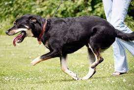 We are in the business of breeding happy, healthy dogs to produce happy, healthy puppies! 2 Legged Dog Sets Off Trapping Flap Daily Bulletin