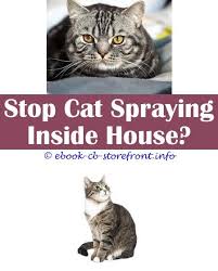 17 Beauteous Essential Oils To Stop Cat Spraying Spray