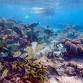 Ningaloo Reef Basecamp Kayak Adventure event image