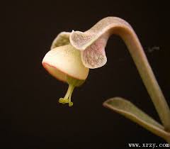 Image result for Monadenium pseudoracemosum